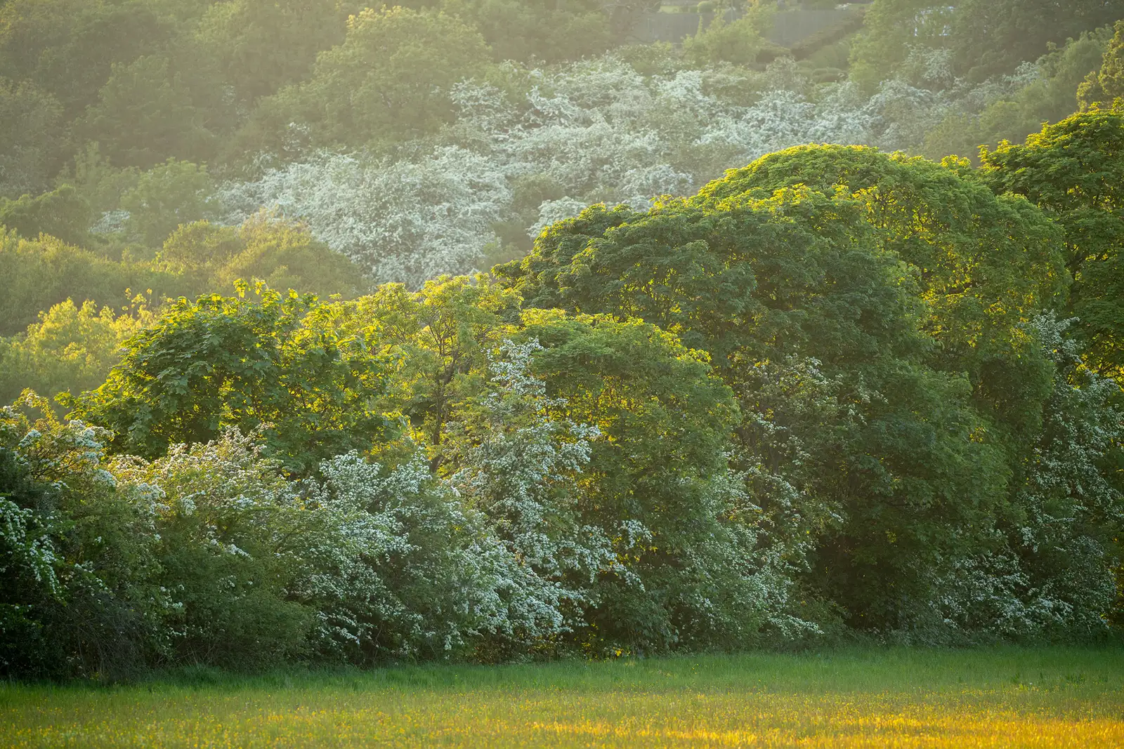 Lush green trees with white blossoms are illuminated by sunlight, casting a warm glow over a grassy meadow in the foreground. The background is filled with layers of dense, sun-dappled foliage, creating a serene, early morning scene.