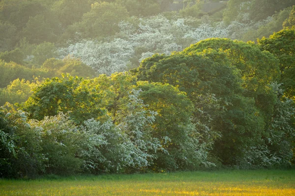 Hawthorn blossom and lush green trees on a woodland edge above a buttercup meadow in spring evening light