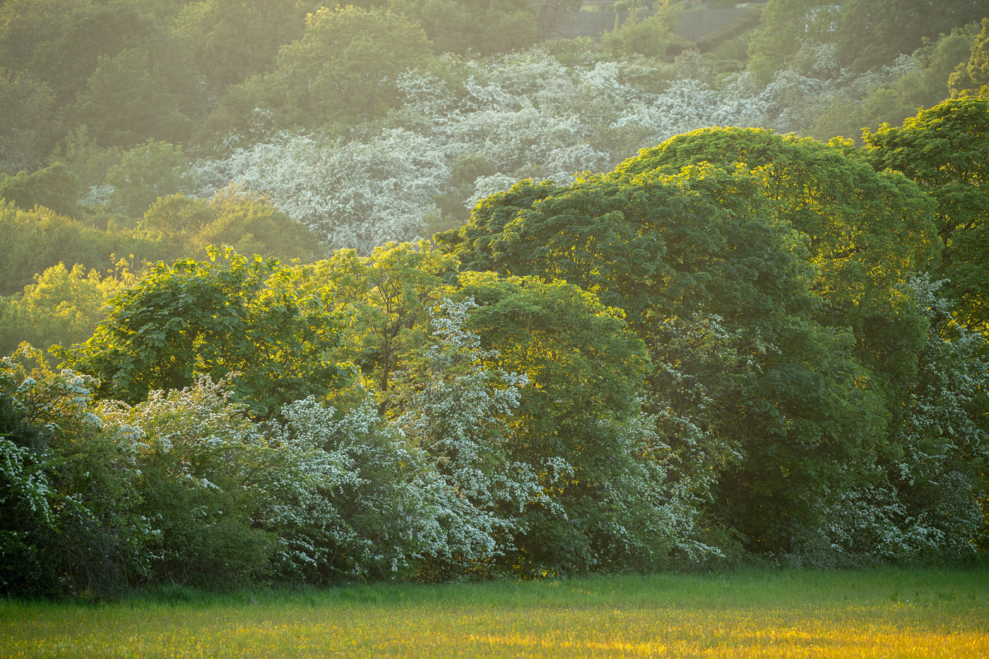  a large green field with trees in the background