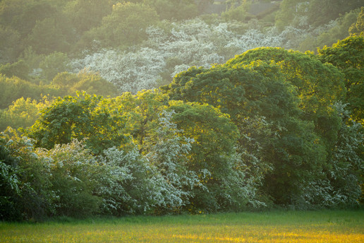  a large green field with trees in the background