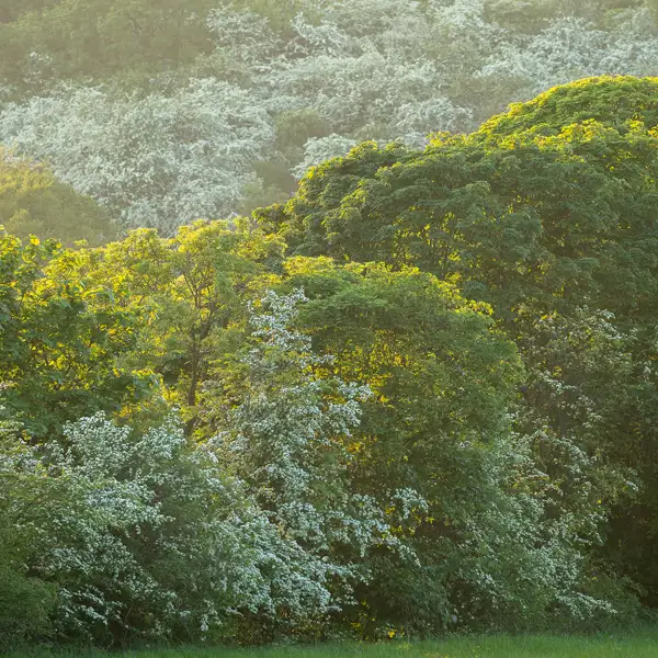 Crimple Valley in May