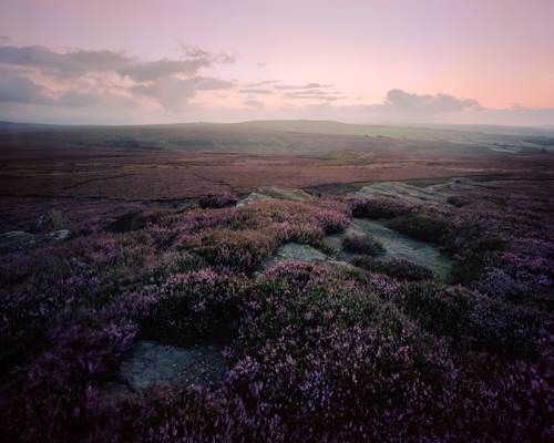Moorland Landscapes: A blanket of purple heather covers the undulating moorland landscape, interrupted by patches of exposed rock. In the distance, the rolling hills fade into a soft, pastel sky of pinks and blues, suggesting the quiet close of day. a landscape with purple flowers