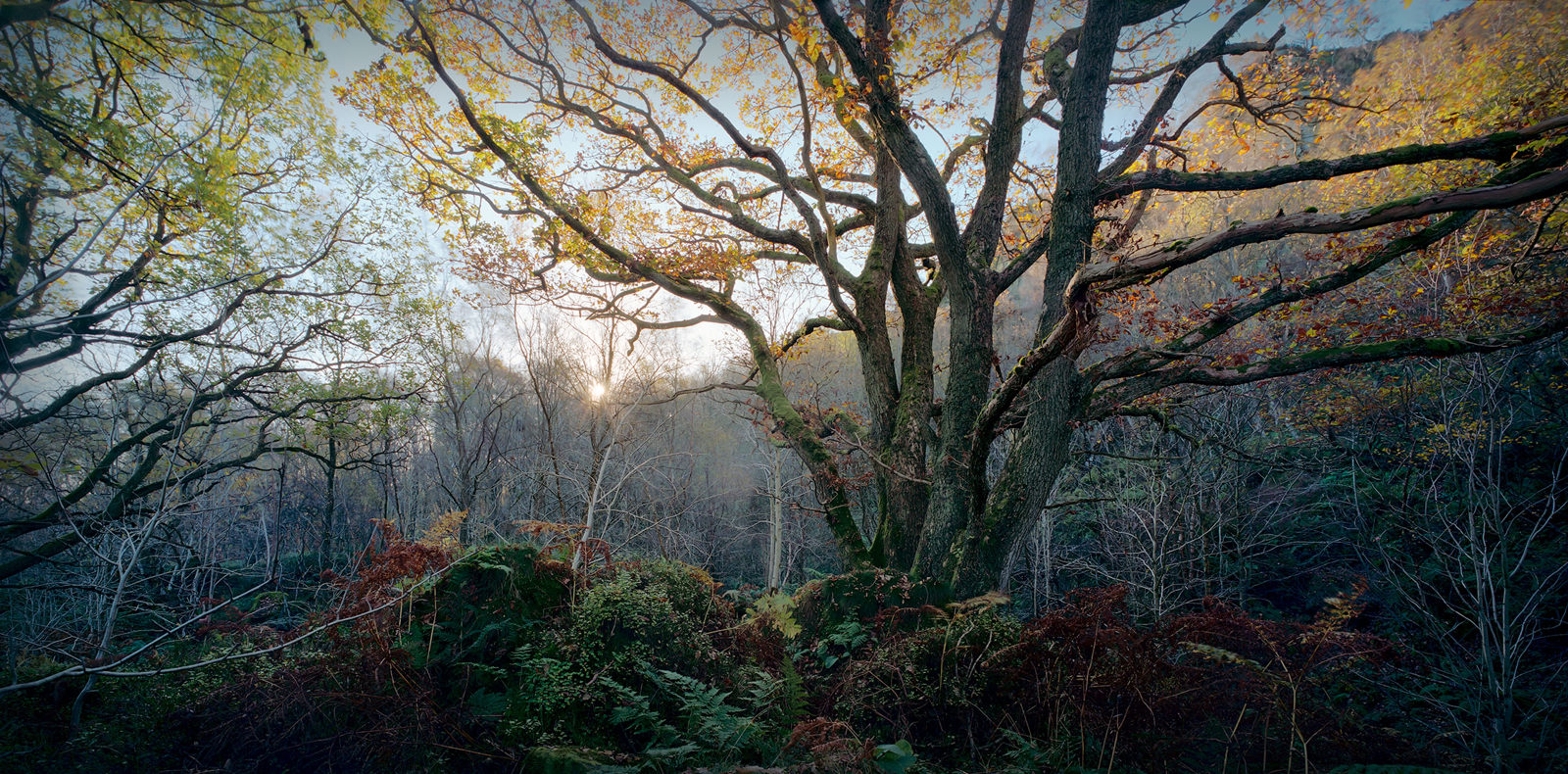 Majestic tree with thick, twisting branches, partially covered with autumnal leaves, stands in a dense forest. Ferns and undergrowth frame the scene, with the sun casting a soft glow through the branches in the background. A clear blue sky is visible through the tree canopy.