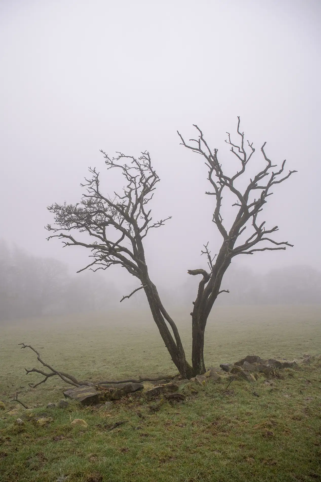 Bare twin-trunked tree on misty parkland with mossy stones at its base on a still winter morning