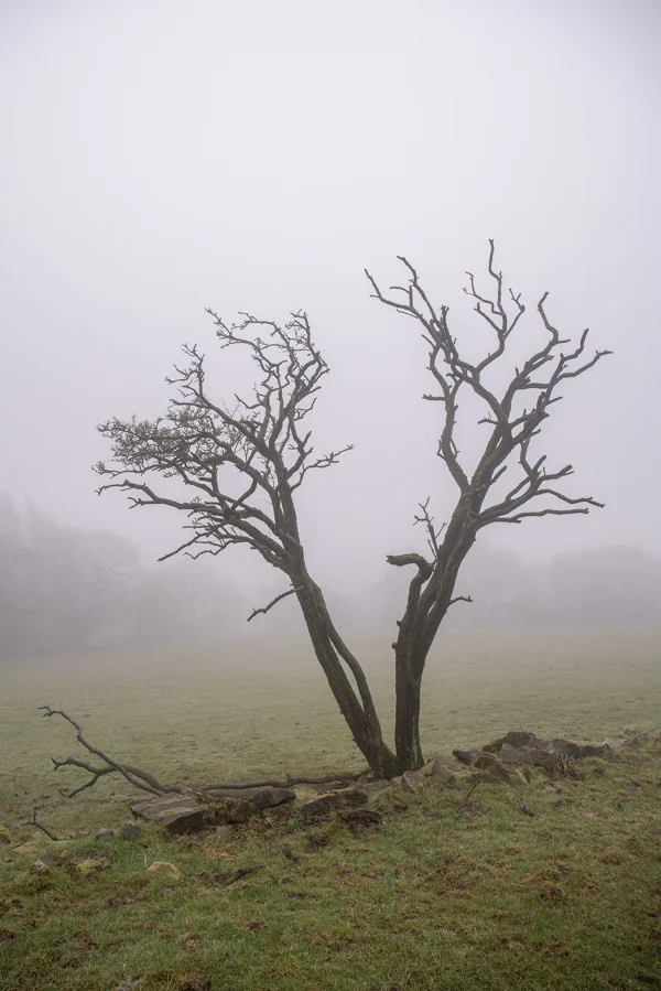 Bare twin-trunked tree on misty parkland with mossy stones at its base on a still winter morning