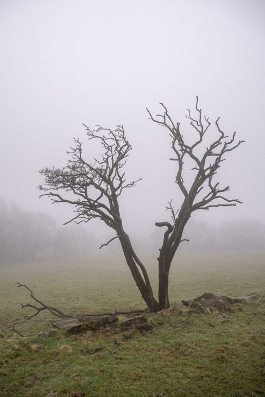  a large tree in a field