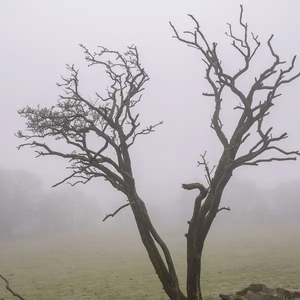 April mists