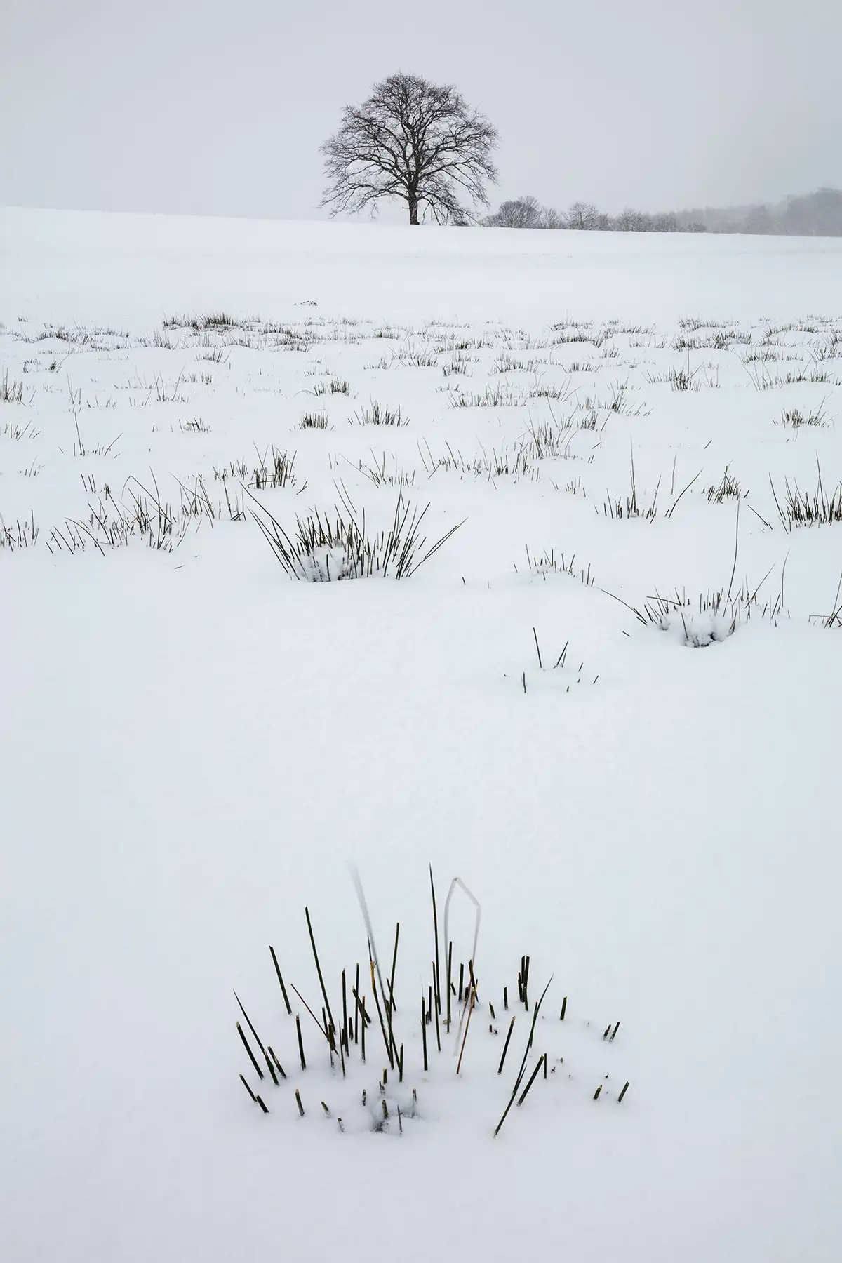 A solitary tree stands in the distance on a gently sloping snow-covered field, surrounded by a few other trees on the horizon. Tufts of grass poke through the snow in the foreground, creating a contrast with the white landscape under a grey, overcast sky.