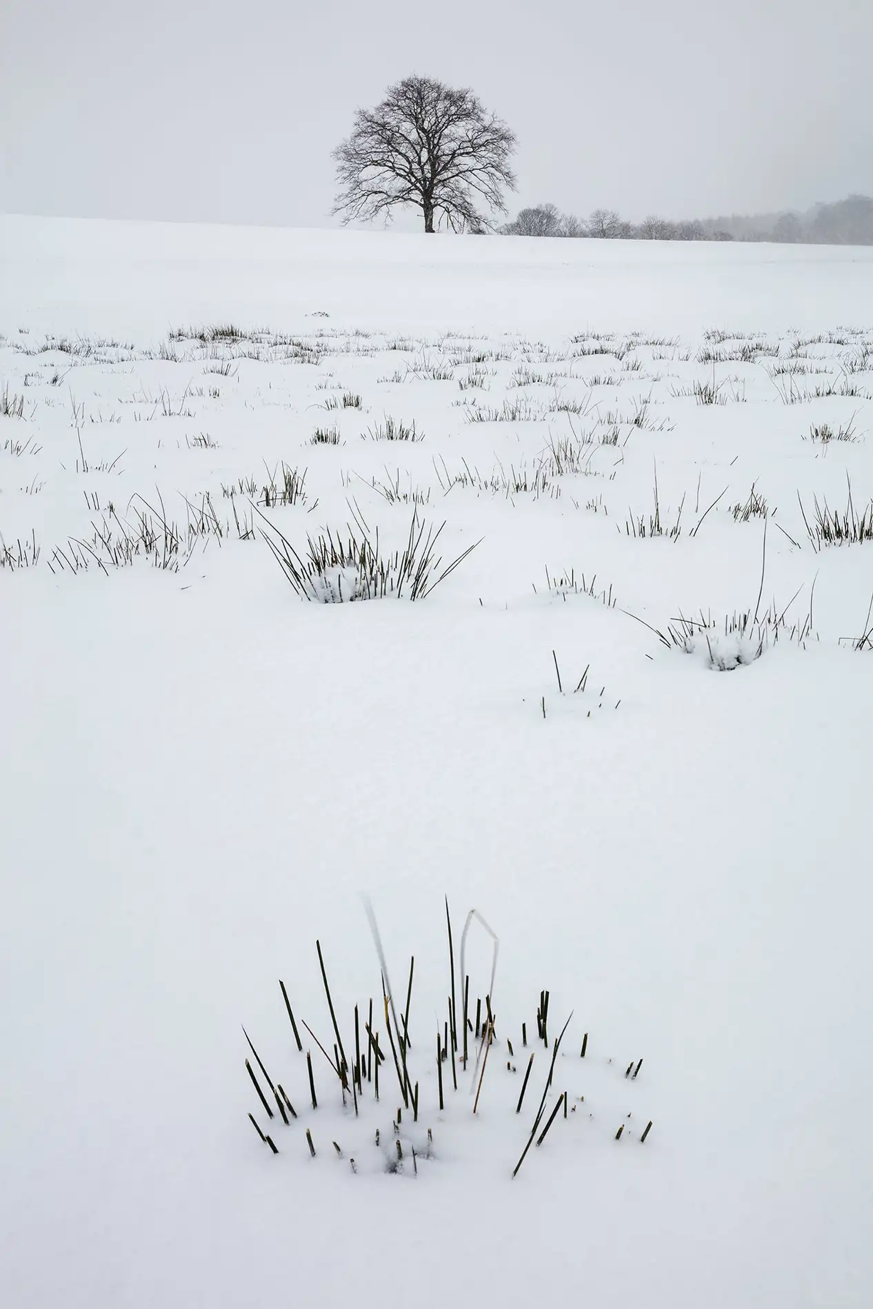 Lone bare oak tree on a snow-covered field with tufts of frosted reeds under a pale grey winter sky