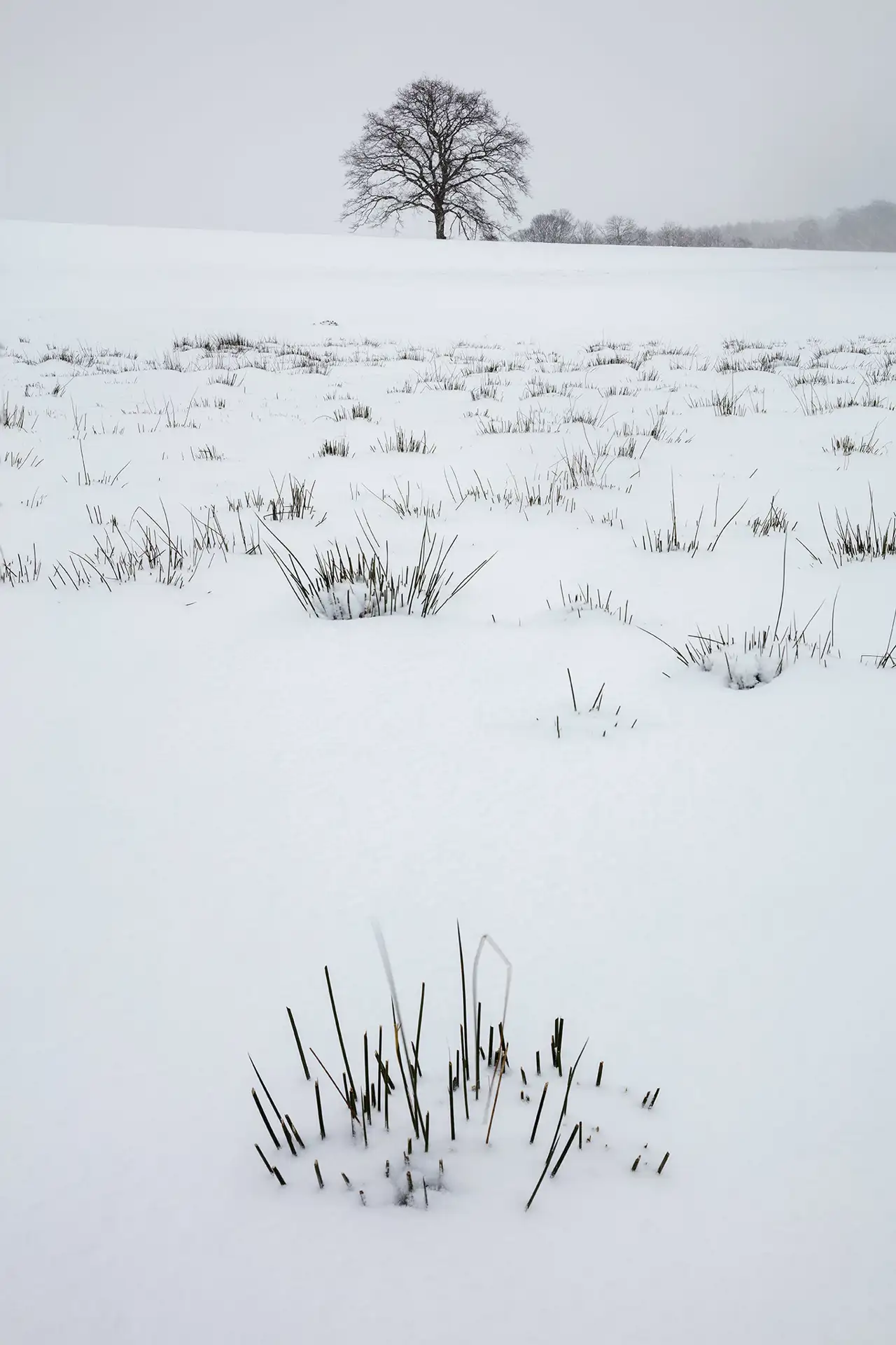 A solitary tree stands in the distance on a gently sloping snow-covered field, surrounded by a few other trees on the horizon. Tufts of grass poke through the snow in the foreground, creating a contrast with the white landscape under a grey, overcast sky.