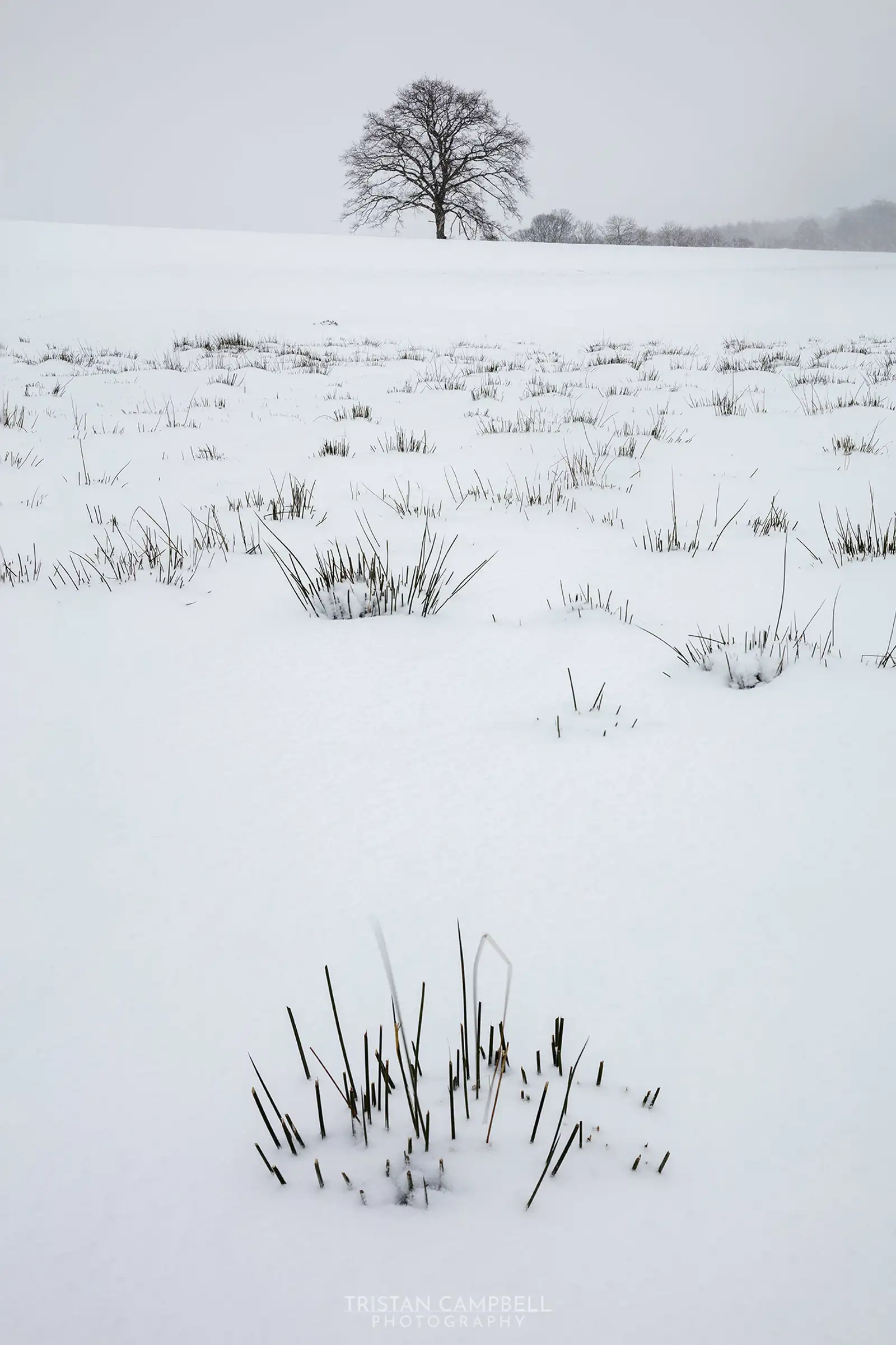 A solitary tree stands in the distance on a gently sloping snow-covered field, surrounded by a few other trees on the horizon. Tufts of grass poke through the snow in the foreground, creating a contrast with the white landscape under a grey, overcast sky.