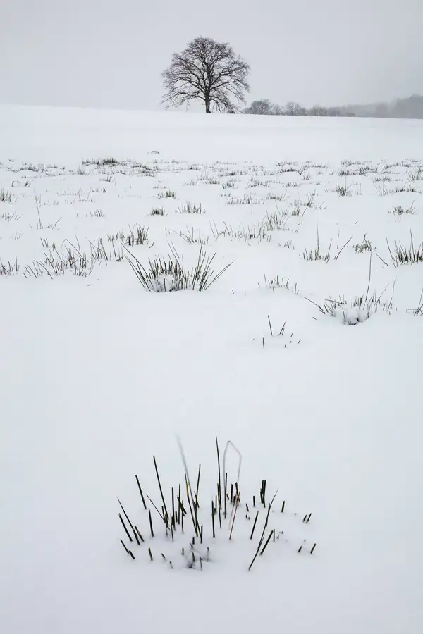 A solitary tree stands in the distance on a gently sloping snow-covered field, surrounded by a few other trees on the horizon. Tufts of grass poke through the snow in the foreground, creating a contrast with the white landscape under a grey, overcast sky.