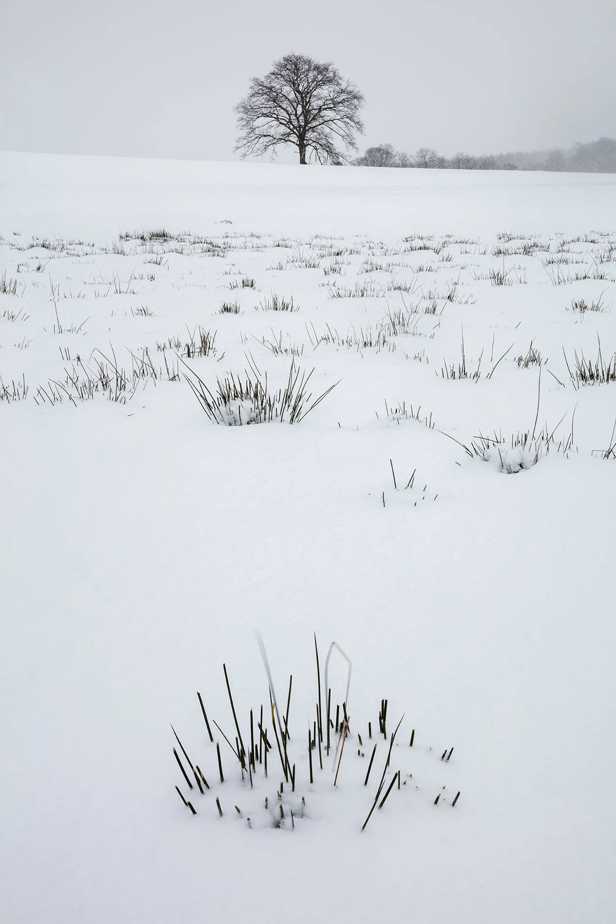 Lone bare oak tree on a snow-covered field with tufts of frosted reeds under a pale grey winter sky