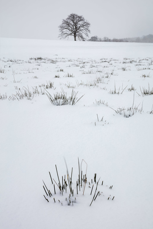  a flock of sheep standing on top of a snow covered field