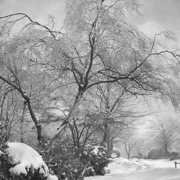 Winter Landscape