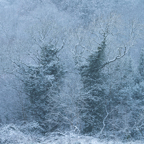 Crimple Valley Snow (1): A dense forest covered with a thin layer of snow, creating a chilly atmosphere. Bare trees with intricate branches stand out against the evergreens, all blanketed in white, highlighting the cold beauty of winter.