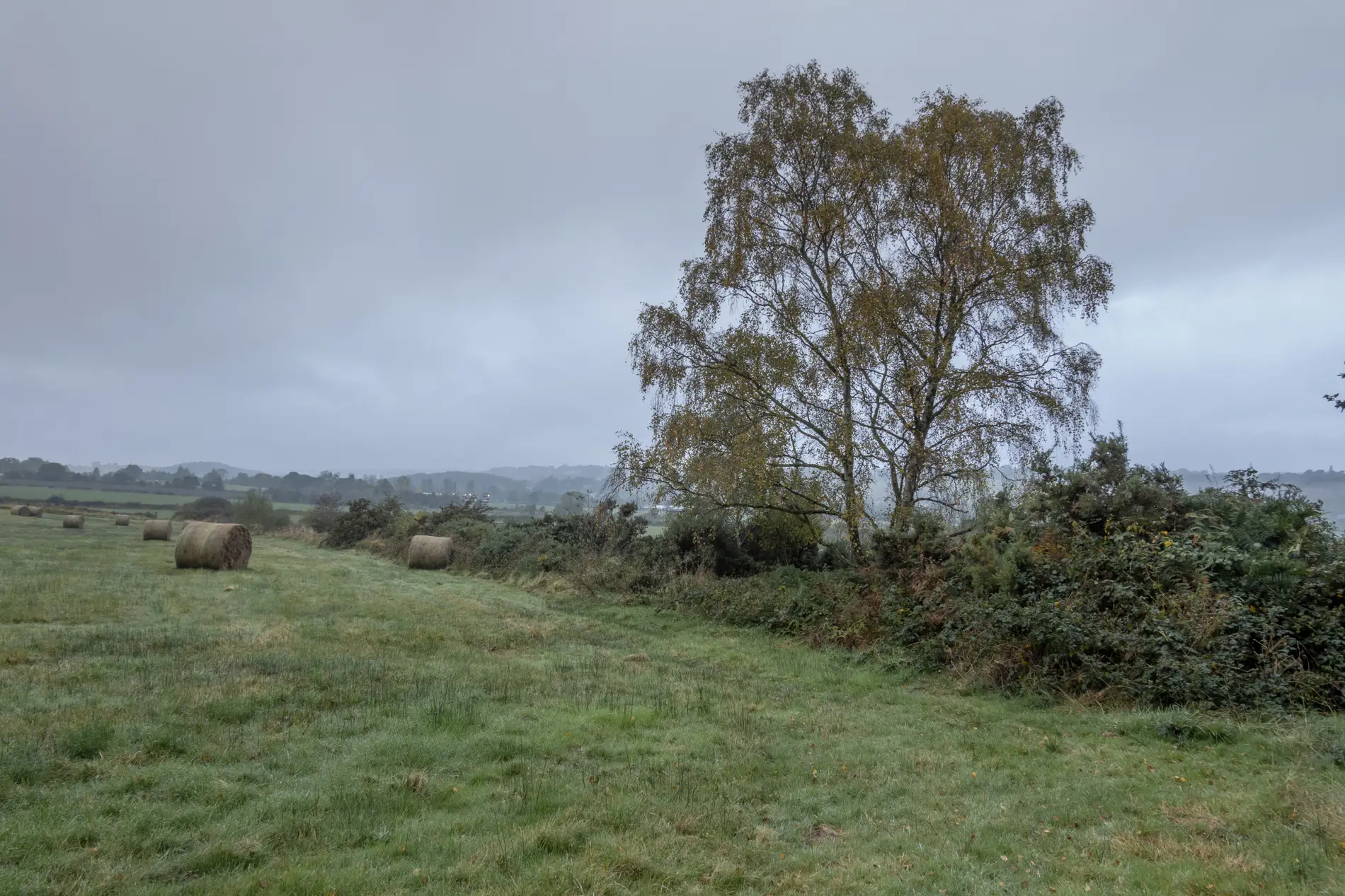 Silver birch and round hay bales in a misty farmland field under overcast autumn skies