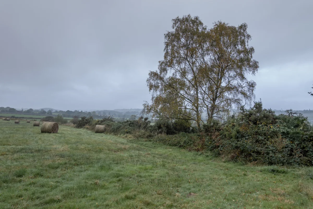 Silver birch and round hay bales in a misty farmland field under overcast autumn skies