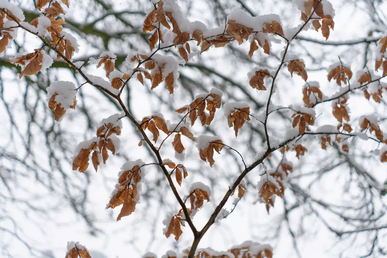 Brown leaves on bare branches covered with a layer of snow. The background features out-of-focus branches against a grey winter sky.