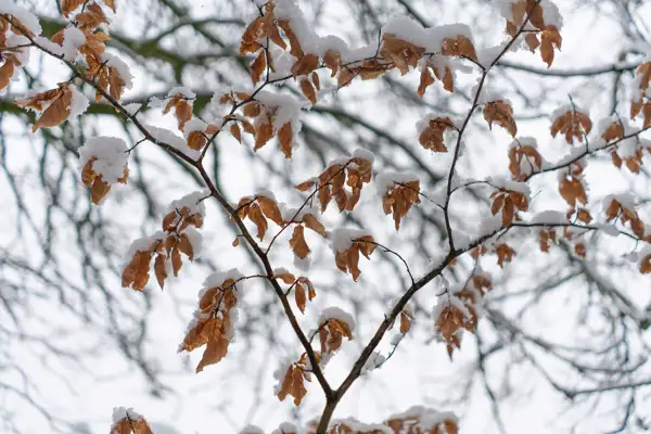 Brown leaves on bare branches covered with a layer of snow. The background features out-of-focus branches against a grey winter sky.