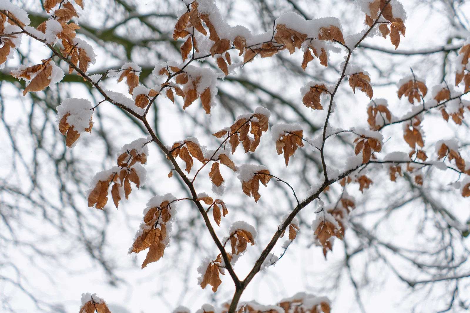 Snow resting on coppery beech leaves clinging to bare winter branches against a pale sky