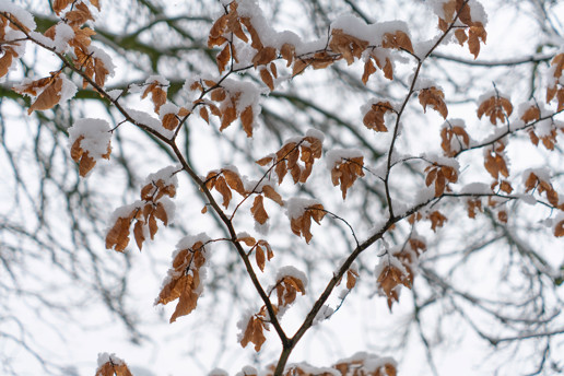  a bird sitting on a branch in the snow