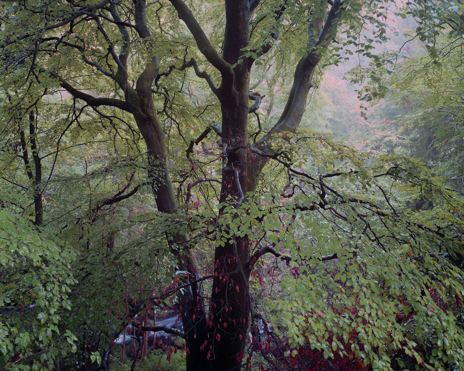 A dense forest scene with large, dark tree trunks and lush green foliage. The branches spread out intricately, creating a canopy of leaves. Subtle hints of red are visible among the leaves, and a gentle mist softens the background, giving a serene and ethereal atmosphere.