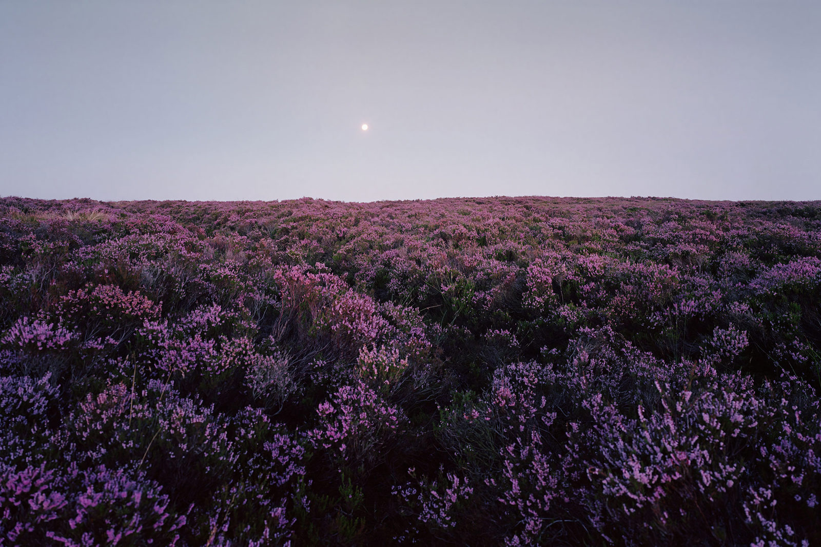 Heather-covered moorland stretches across the foreground, blanketed in pink and purple blooms. The landscape slopes gently upward toward a pale twilight sky with a faint, glowing moon hanging high above.