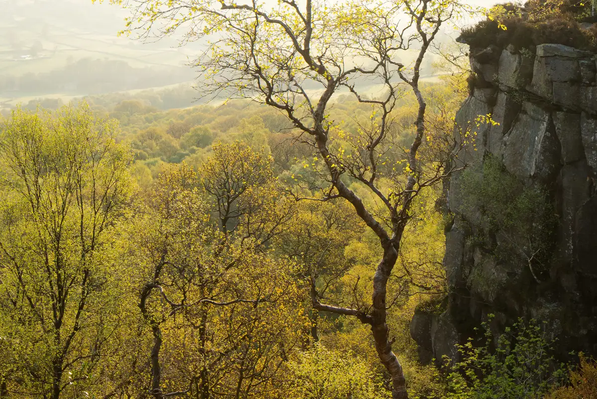 Sunlit landscape featuring a forest of trees with spring foliage in golden and green hues. A prominent, slender, twisting tree stands in the foreground. To the right, a rocky cliff face is partially covered with vegetation. The background reveals a hazy, rolling countryside under soft, diffused sunlight.
