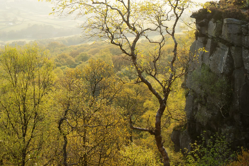 Silver birch and gritstone crag above misty woodland valley in spring morning light