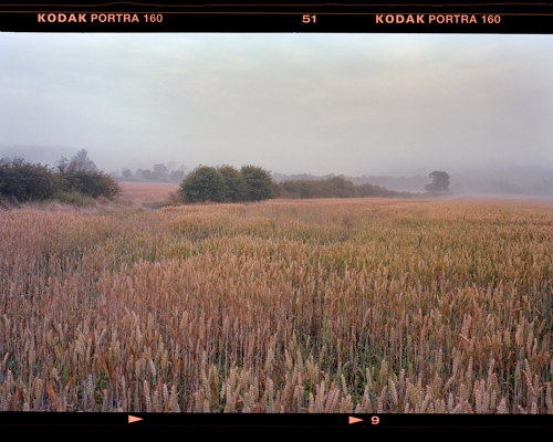 Edge Land:  a field of grass with trees in the background