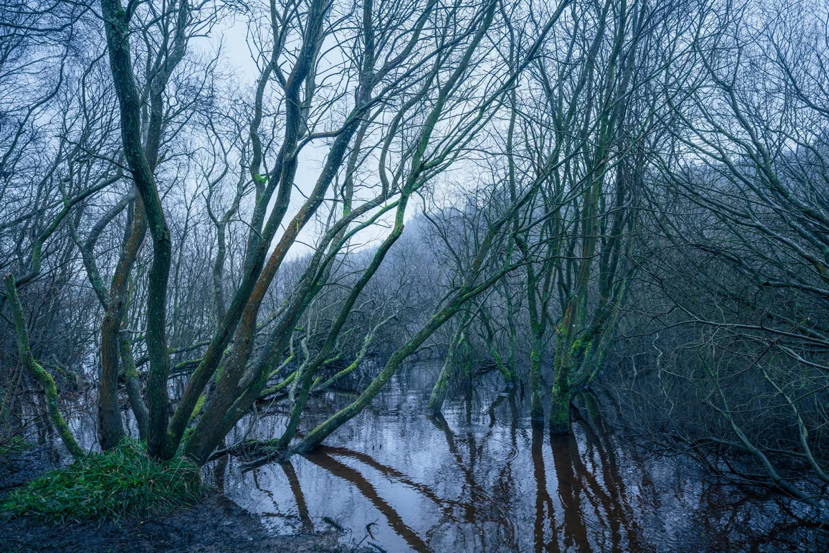 Bare moss-covered trees in flooded woodland reflected in still water at dawn in misty winter light
