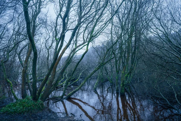 Bare moss-covered trees in flooded woodland reflected in still water at dawn in misty winter light