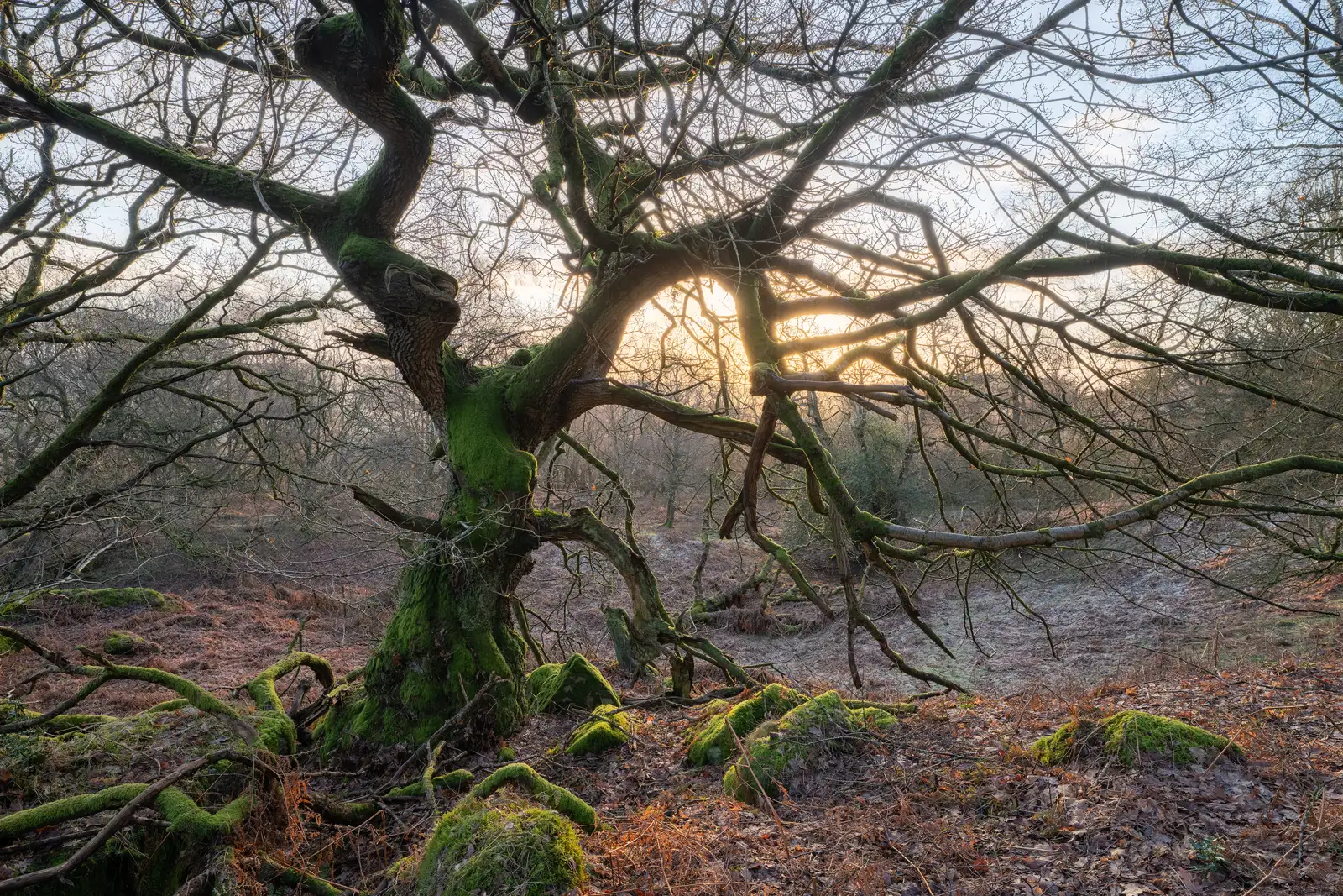 Twisted, leafless tree with vibrant green moss covering its branches and trunk, set against a backdrop of a softly lit sky at dawn or dusk. The ground is covered with fallen leaves and patches of moss, creating a rustic and tranquil forest scene.