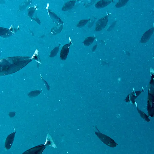 Fish