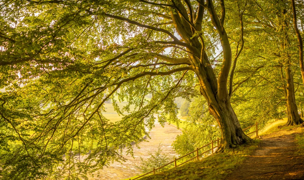 Mature beech tree beside a riverside woodland path with golden summer light over fields