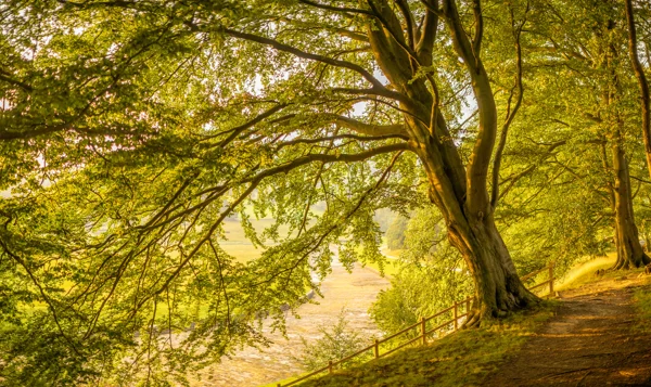 Mature beech tree beside a riverside woodland path with golden summer light over fields