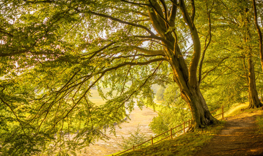  a tree in a forest