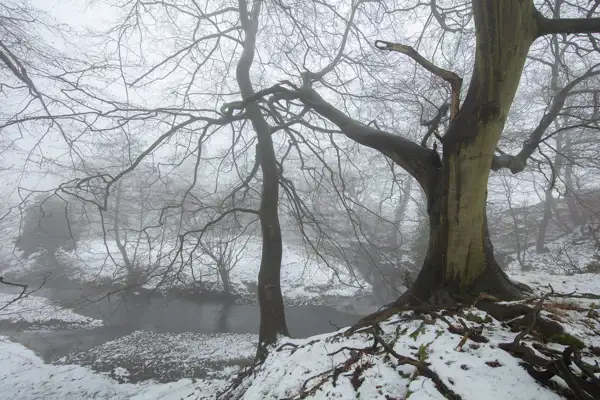 Leafless trees with gnarled branches stand by a gently flowing river, partially obscured by thick fog. The ground and branches are dusted with a layer of fresh snow, creating a serene winter scene. Light filters softly through the mist, enhancing the tranquil atmosphere.
