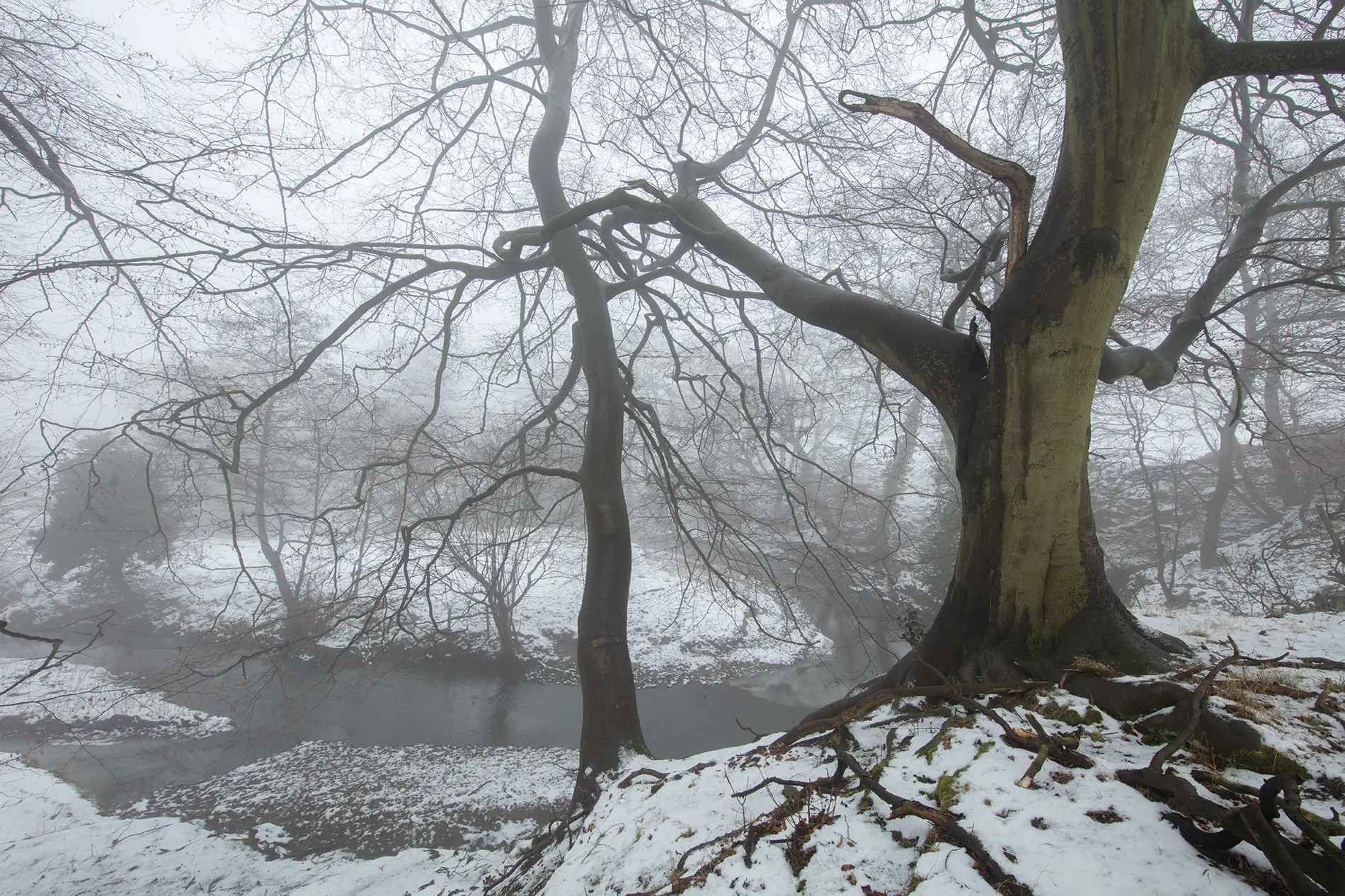 Bare beech tree on a snowy riverbank in misty winter woodland with exposed roots and fog