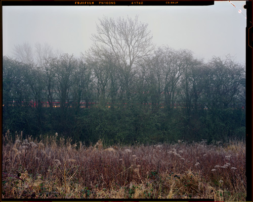 Edge Land:  a close up of a green field with trees in the background
