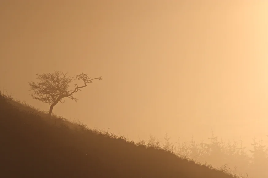 Thruscross at dawn