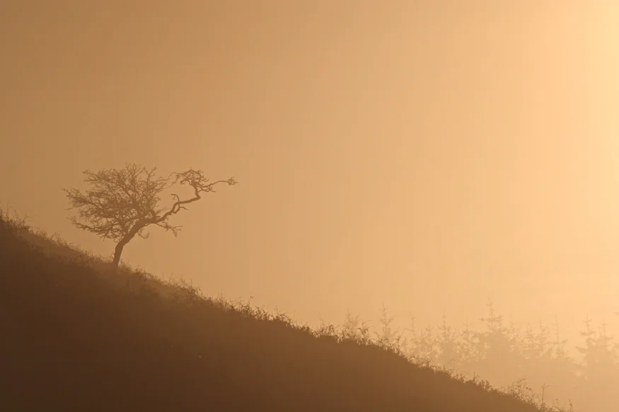 Thruscross at dawn