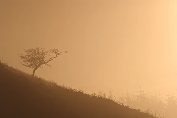 Thruscross at dawn