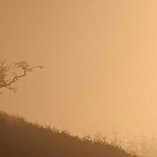 Thruscross at dawn