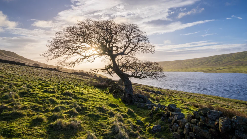 Lone bare tree beside a dry stone wall on an upland moor, with a reservoir below and low sun behind the branches