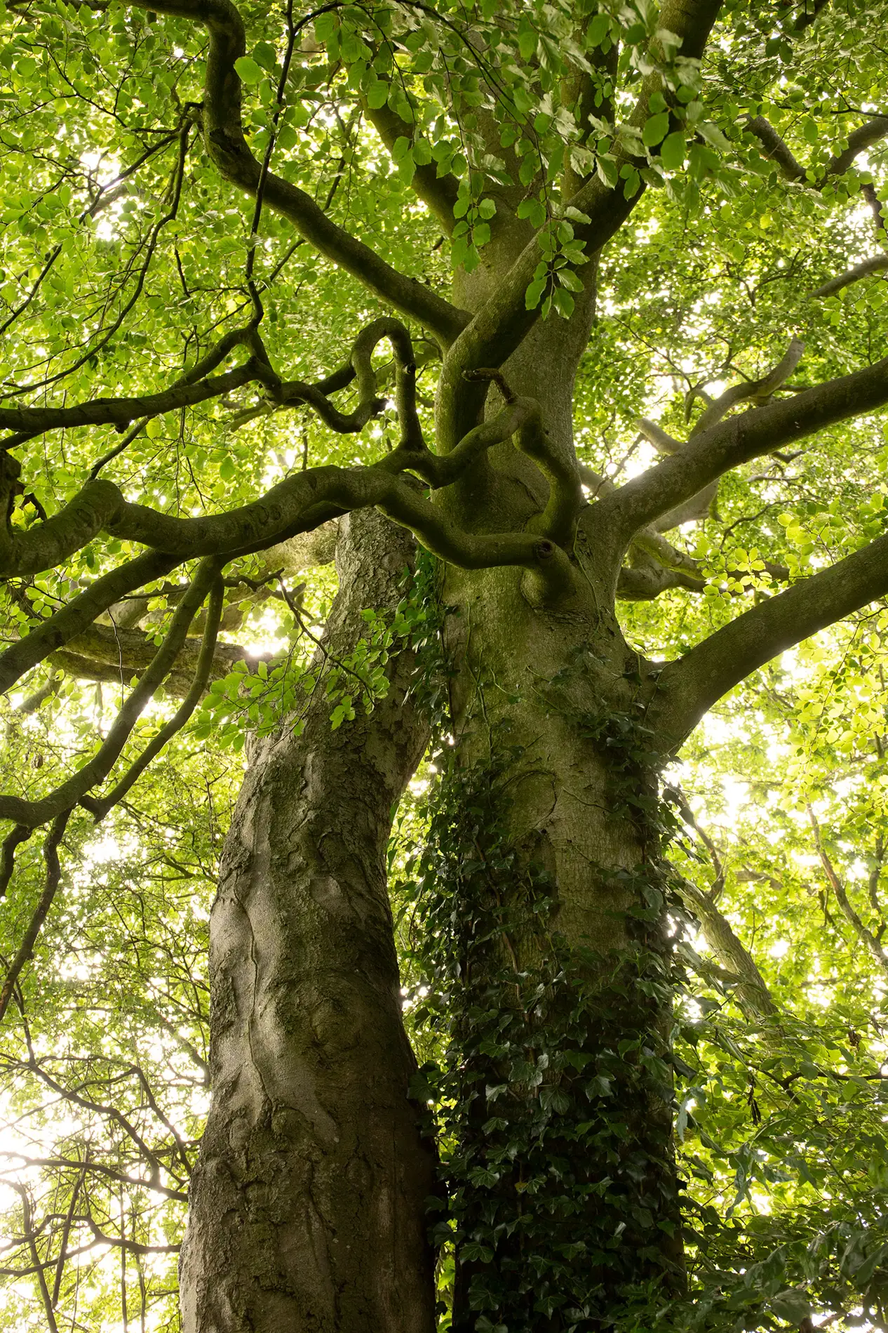 Mature beech tree with twisting moss-covered branches and ivy-clad trunk in summer woodland, viewed from below