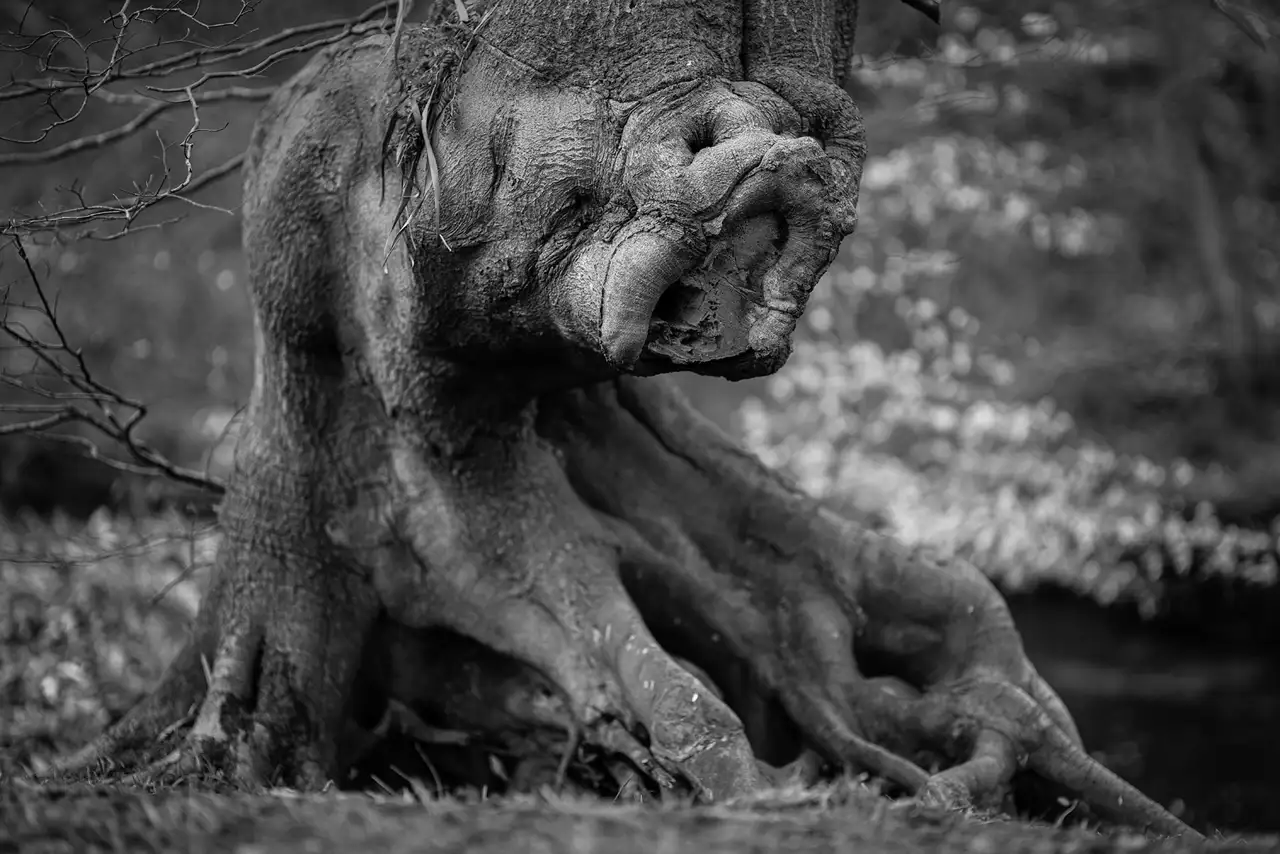 Gnarled tree trunk and roots in black and white, resembling an animal's face with textured bark. Twisting branches and blurred foliage in the background.