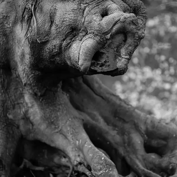 Trees IV