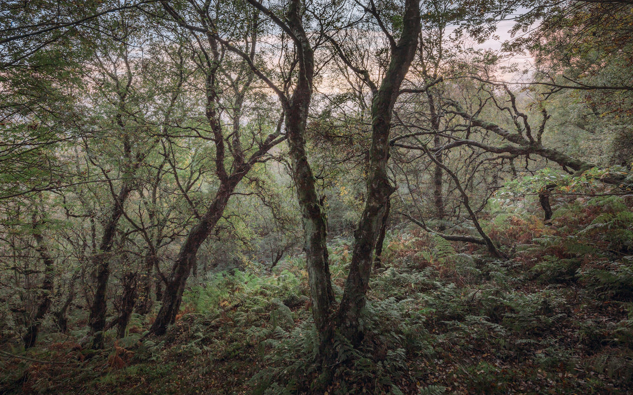 Dense woodland scene with tall, leafy trees and twisting branches covered in moss. The forest floor is carpeted with green ferns and undergrowth, creating a rich texture of foliage. Soft light filters through the trees, hinting at a misty or overcast sky above.